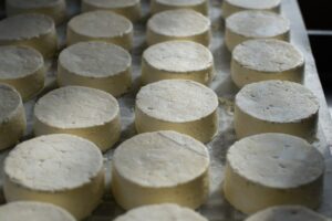 Read more about the article Cheese army